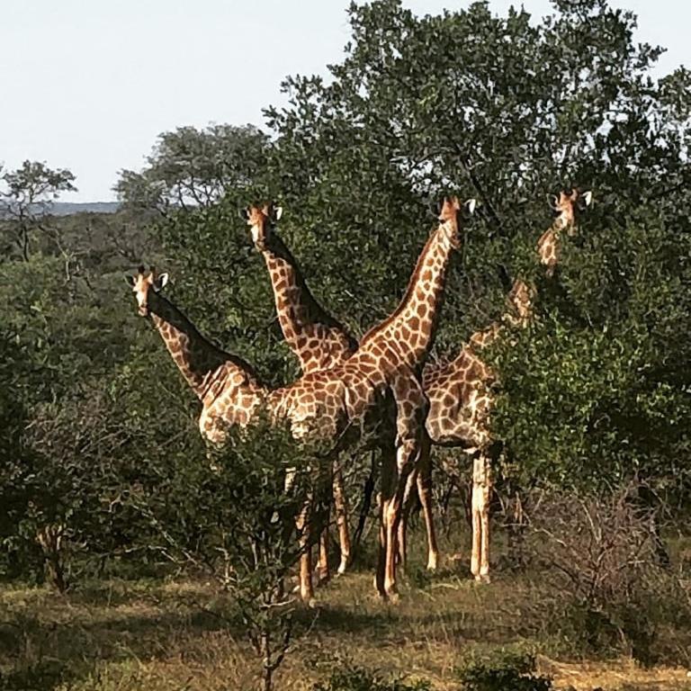 فندق Kelora Bush Camp هويدزبروت المظهر الخارجي الصورة